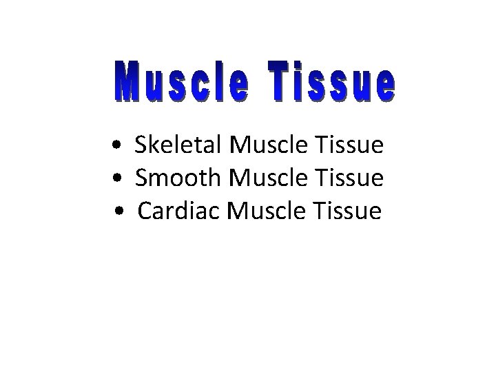  • Skeletal Muscle Tissue • Smooth Muscle Tissue • Cardiac Muscle Tissue 