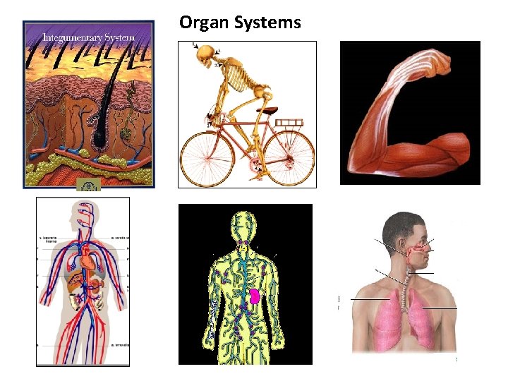 Organ Systems 