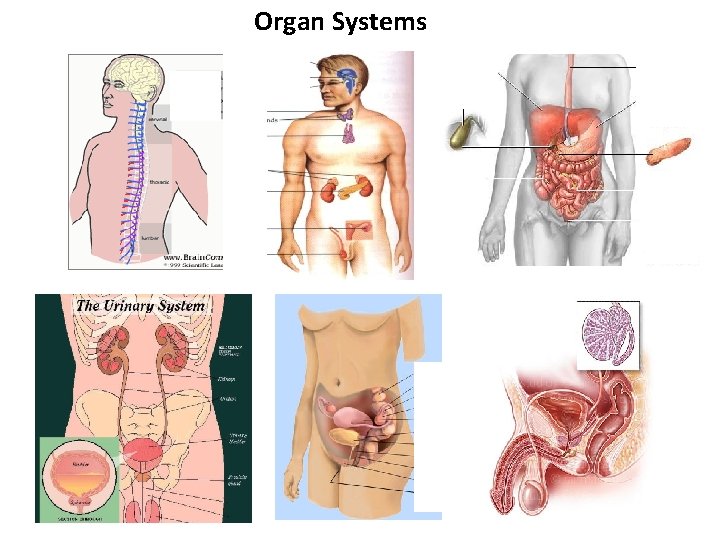 Organ Systems 