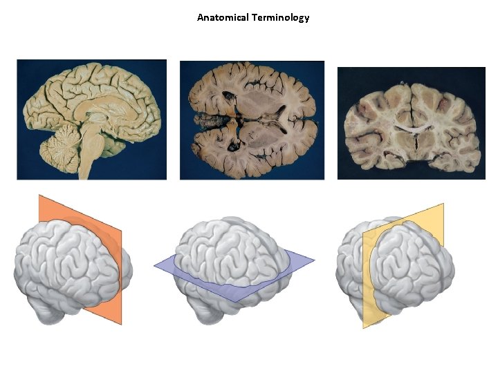 Anatomical Terminology 