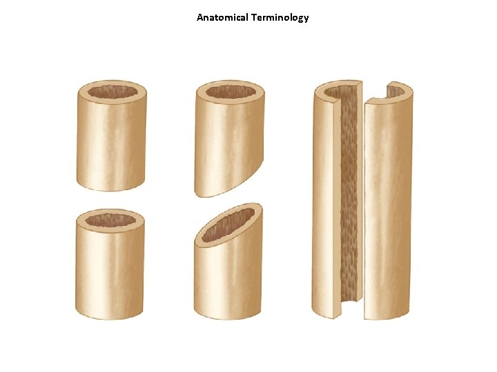 Anatomical Terminology 