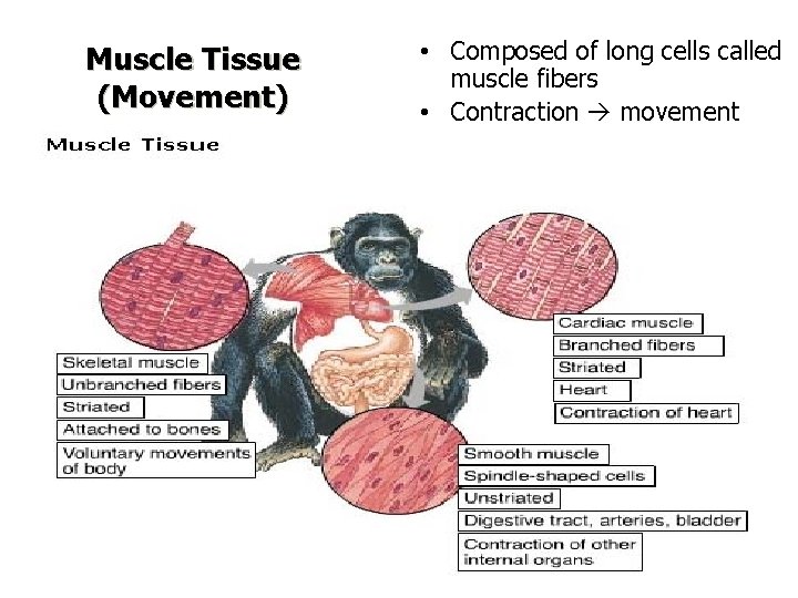 Muscle Tissue (Movement) • Composed of long cells called muscle fibers • Contraction movement