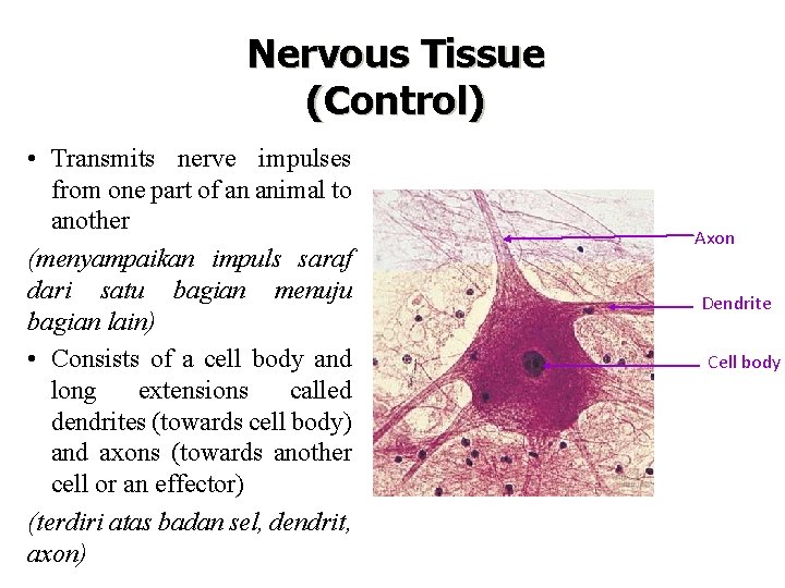 Nervous Tissue (Control) • Transmits nerve impulses from one part of an animal to