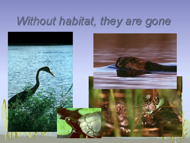 Without habitat, they are gone 