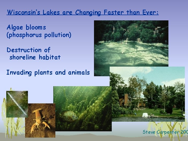 Wisconsin’s Lakes are Changing Faster than Ever: Algae blooms (phosphorus pollution) Destruction of shoreline
