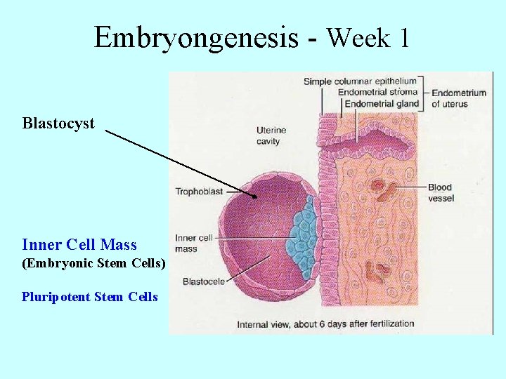 Embryongenesis - Week 1 Blastocyst Inner Cell Mass (Embryonic Stem Cells) Pluripotent Stem Cells