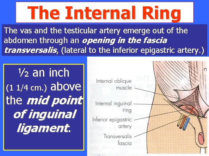 The Internal Ring The vas and the testicular artery emerge out of the abdomen