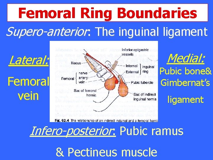 Femoral Ring Boundaries Supero-anterior: The inguinal ligament Medial: Lateral: Pubic bone& Gimbernat’s Femoral vein