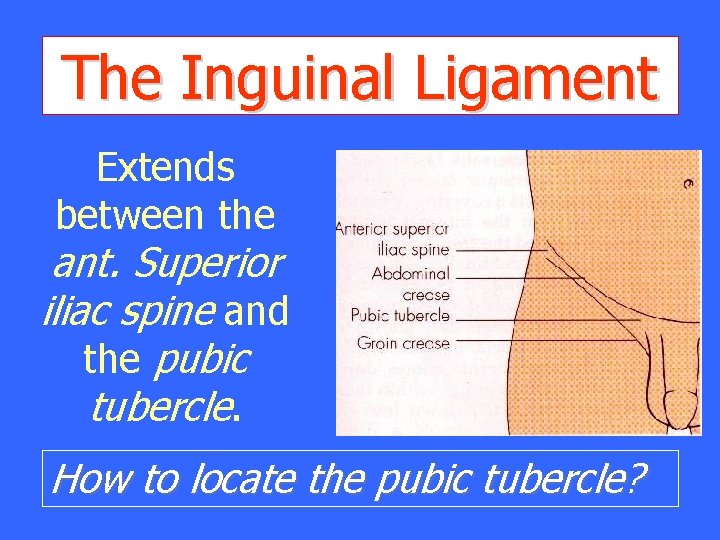 The Inguinal Ligament Extends between the ant. Superior iliac spine and the pubic tubercle.
