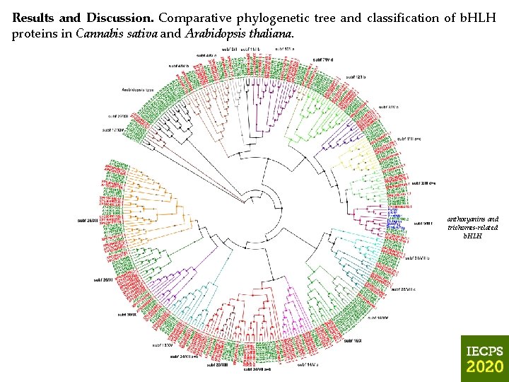 Results and Discussion. Comparative phylogenetic tree and classification of b. HLH proteins in Cannabis