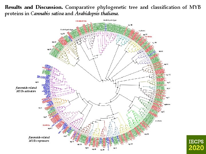 Results and Discussion. Comparative phylogenetic tree and classification of MYB proteins in Cannabis sativa