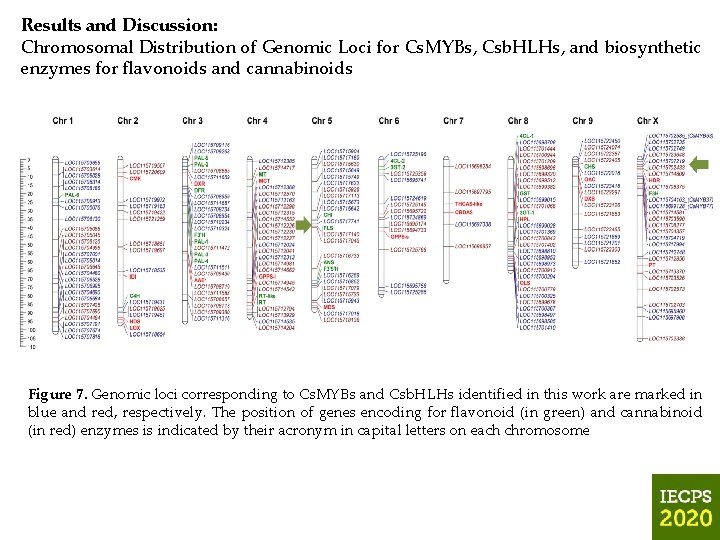 Results and Discussion: Chromosomal Distribution of Genomic Loci for Cs. MYBs, Csb. HLHs, and