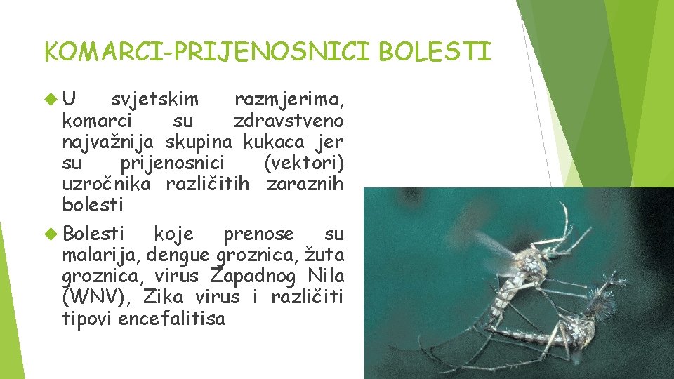 KOMARCI-PRIJENOSNICI BOLESTI U svjetskim razmjerima, komarci su zdravstveno najvažnija skupina kukaca jer su prijenosnici