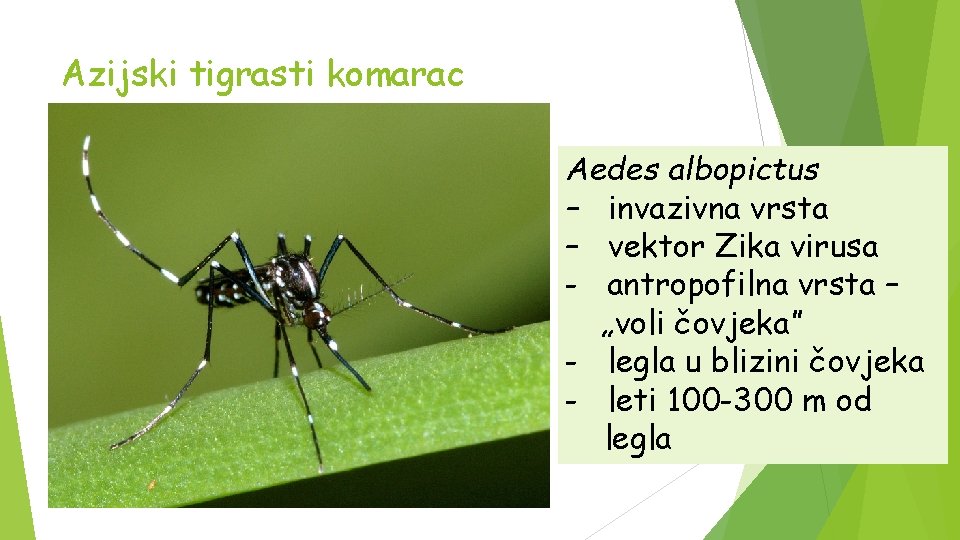 Azijski tigrasti komarac Aedes albopictus – invazivna vrsta – vektor Zika virusa - antropofilna