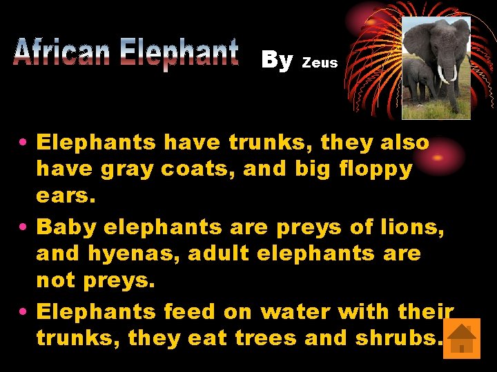 By Zeus • Elephants have trunks, they also have gray coats, and big floppy