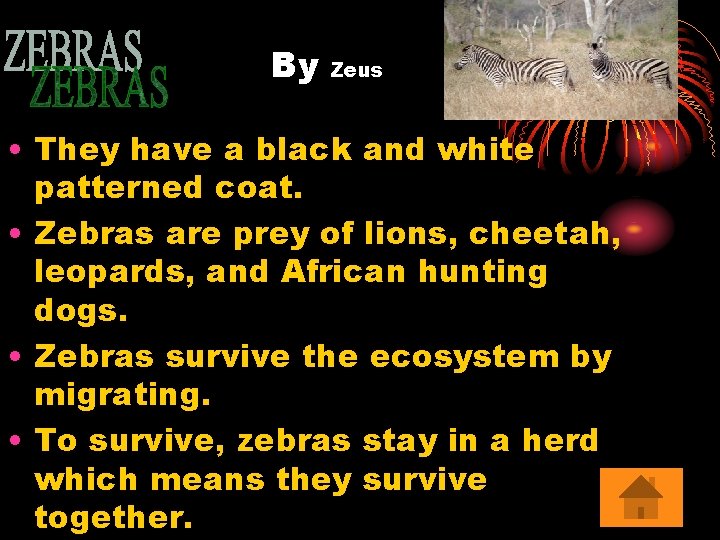 By Zeus • They have a black and white patterned coat. • Zebras are