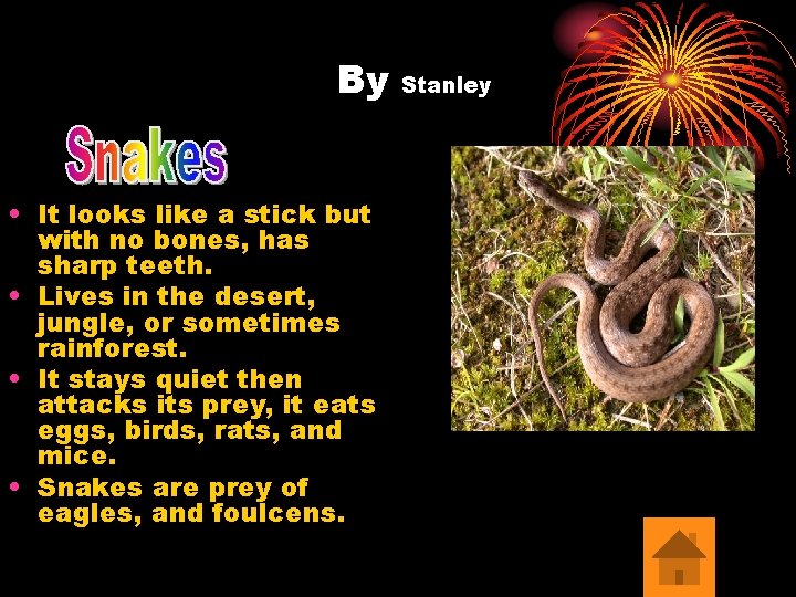 By • It looks like a stick but with no bones, has sharp teeth.