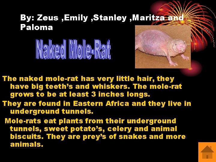 By: Zeus , Emily , Stanley , Maritza and Paloma The naked mole-rat has