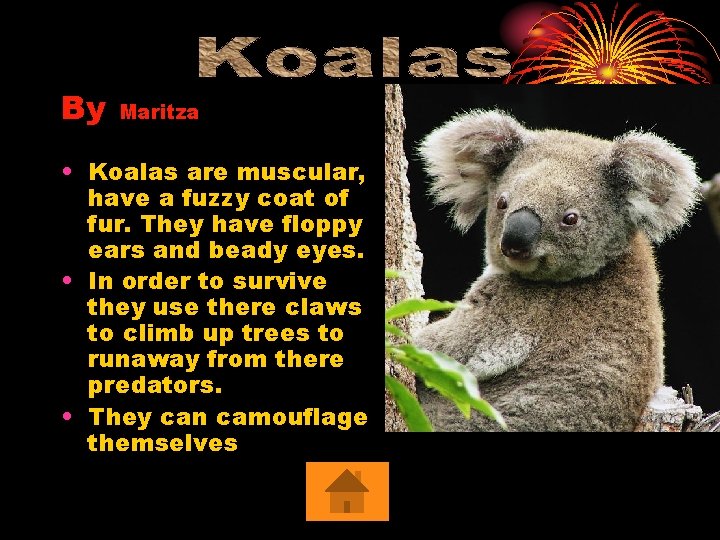 By Maritza • Koalas are muscular, have a fuzzy coat of fur. They have