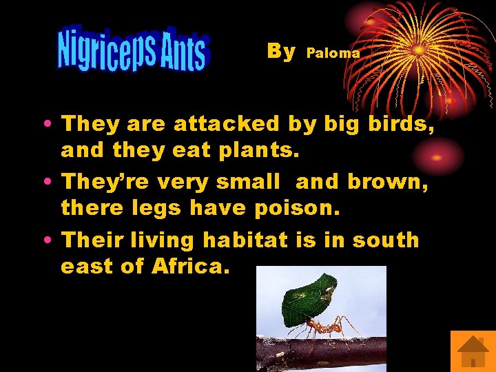 By Paloma • They are attacked by big birds, and they eat plants. •