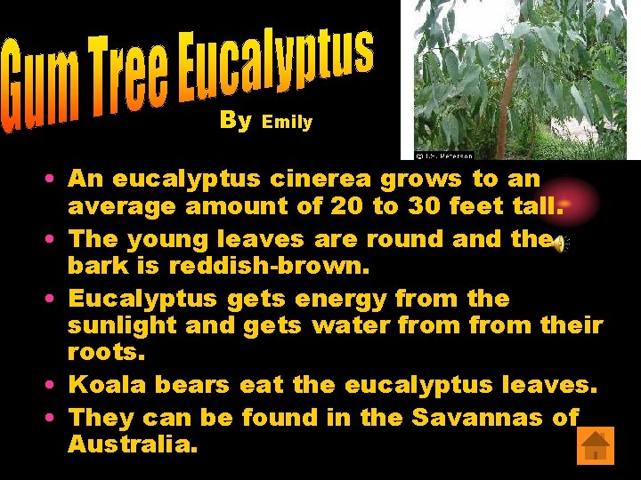 By Emily • An eucalyptus cinerea grows to an average amount of 20 to