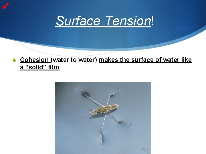  Surface Tension! S Cohesion (water to water) makes the surface of water like