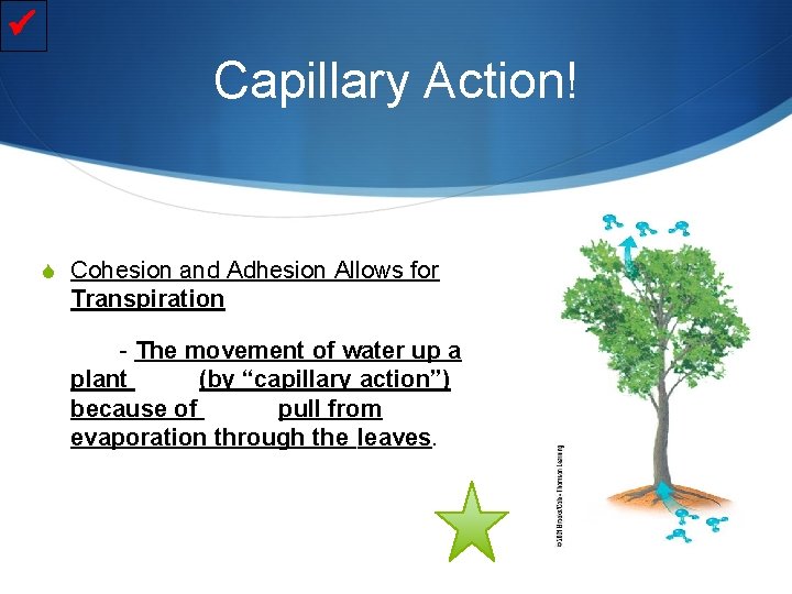  Capillary Action! S Cohesion and Adhesion Allows for Transpiration - The movement of
