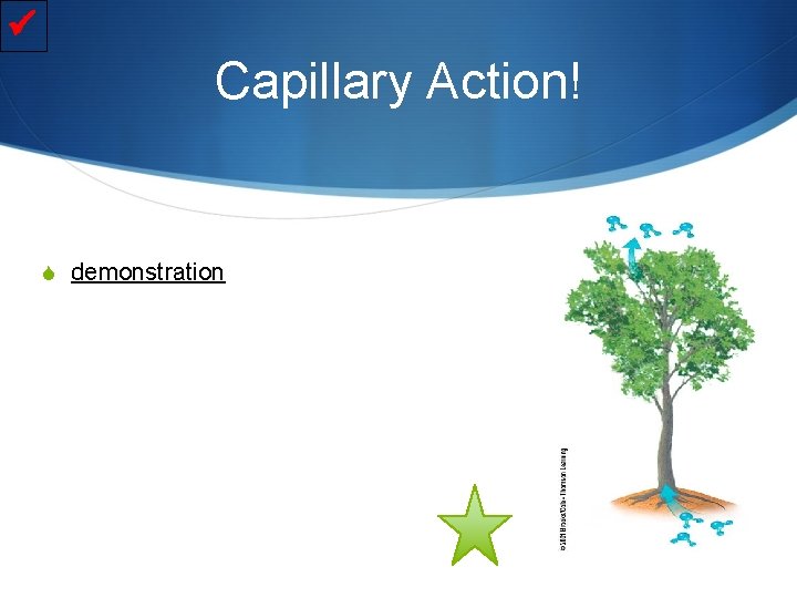  Capillary Action! S demonstration 