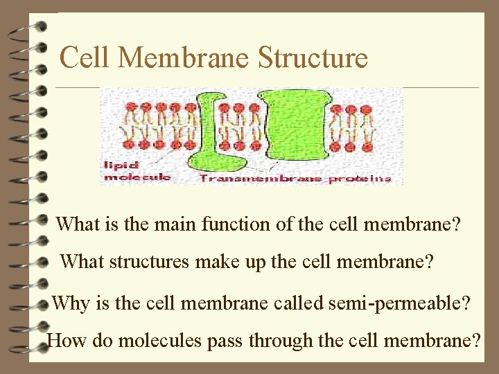 The Cell Membrane Structure Function and Transport Cell