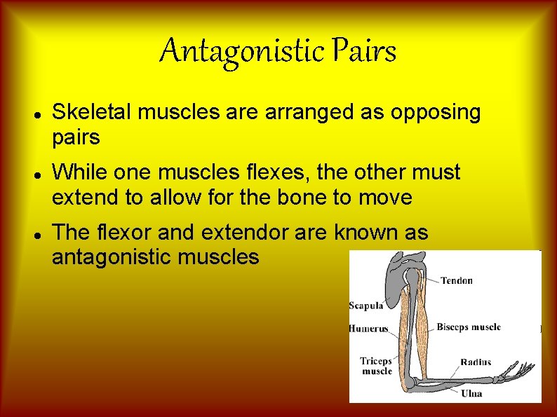 Antagonistic Pairs Skeletal muscles are arranged as opposing pairs While one muscles flexes, the
