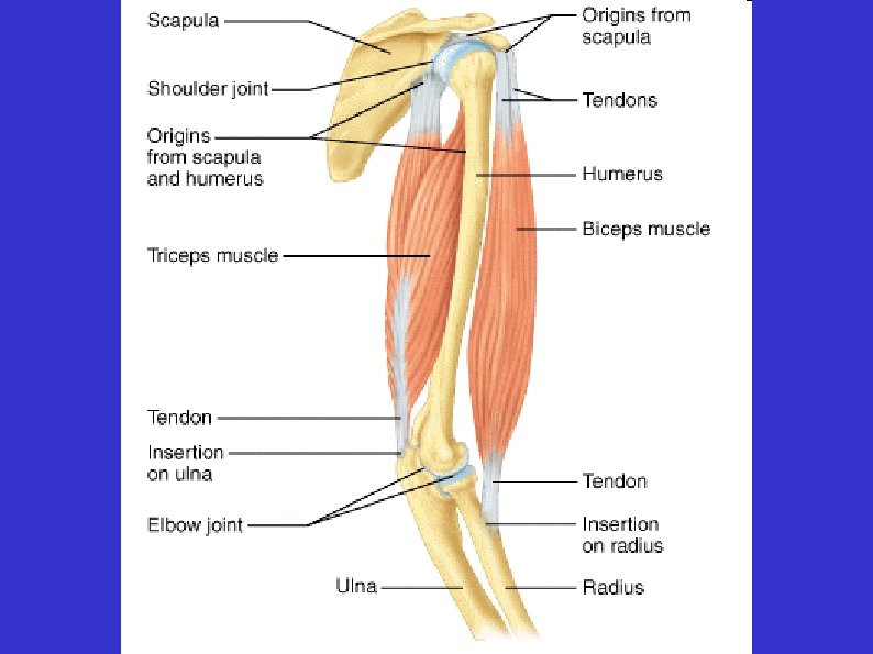 Attaches Bones To Bones And Muscles To Bones How Muscles Attach to Bone Introduction 1 Skeletal