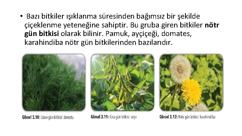  • Bazı bitkiler ışıklanma süresinden bağımsız bir şekilde çiçeklenme yeteneğine sahiptir. Bu gruba