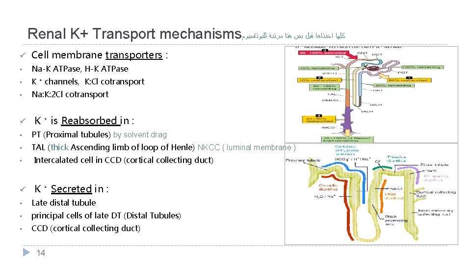 Renal K+ Transport mechanisms ﻛﻠﻬﺎ ﺍﺧﺬﻧﺎﻫﺎ ﻗﺒﻞ ﺑﺲ ﻫﻨﺎ ﻣﺮﺗﺒﺔ ﻟﻠﺒﻮﺗﺎﺳﻴﻮﻡ ü Cell membrane