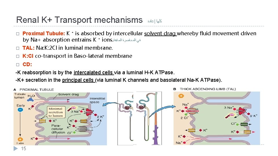 Renal K+ Transport mechanisms ﻛﻠﻬﺎ ﺇﻋﺎﺩﺓ � Proximal Tubule: K ⁺ is absorbed by