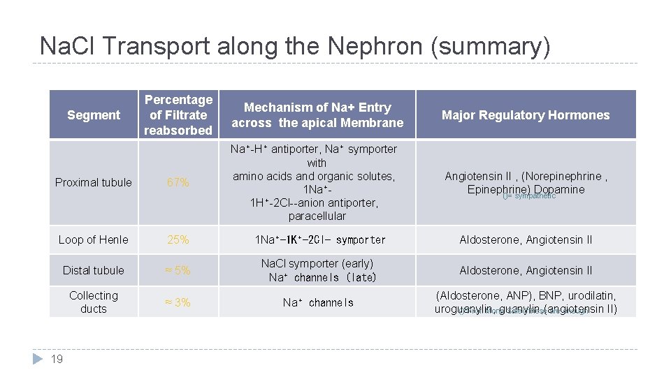 Na. Cl Transport along the Nephron (summary) Percentage of Filtrate reabsorbed Mechanism of Na+