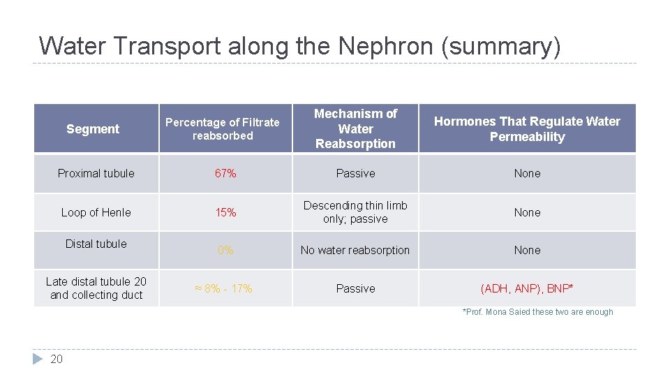 Water Transport along the Nephron (summary) Percentage of Filtrate reabsorbed Mechanism of Water Reabsorption