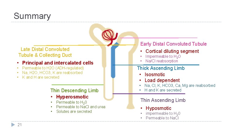 Summary Late Distal Convoluted Tubule & Collecting Duct • Principal and intercalated cells •