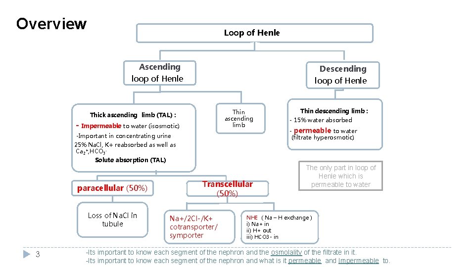 Overview Loop of Henle Ascending Descending loop of Henle Thin ascending limb Thick ascending