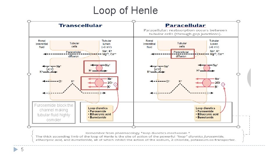 Loop of Henle Furosemide block the channel making tubular fluid highly osmoler 5 