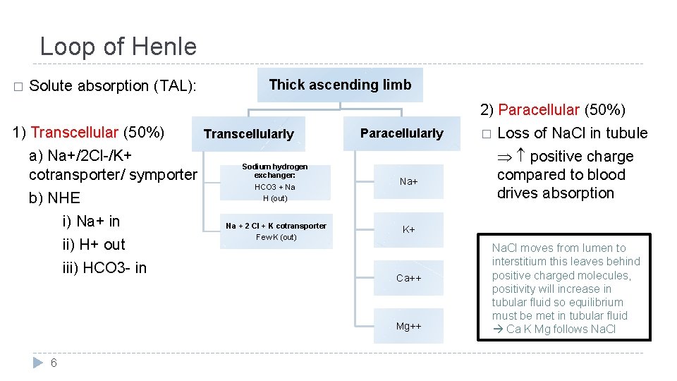Loop of Henle � Solute absorption (TAL): Thick ascending limb 2) Paracellular (50%) 1)