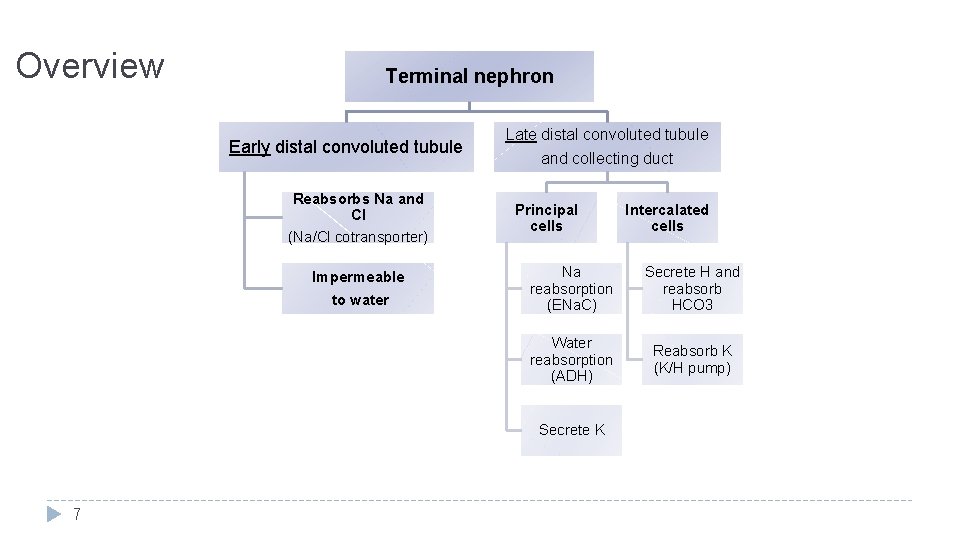 Overview Terminal nephron Early distal convoluted tubule Reabsorbs Na and Cl (Na/Cl cotransporter) Impermeable