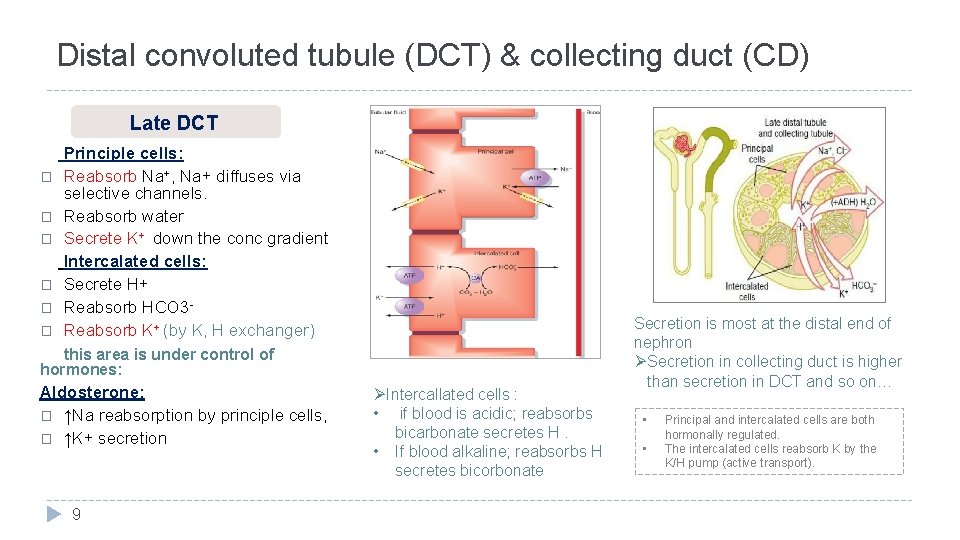 Distal convoluted tubule (DCT) & collecting duct (CD) Late DCT � � � Principle