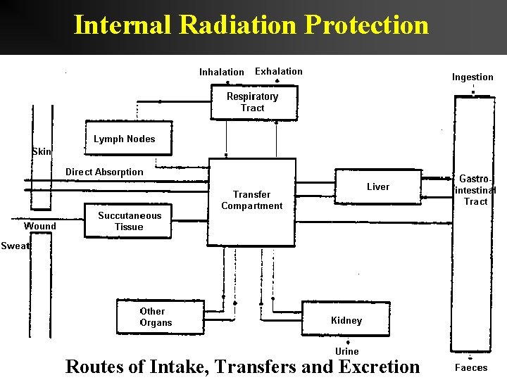 Internal Radiation Protection Routes of Intake, Transfers and Excretion Internal Radiation Protection Routes of Intake, Transfers and Excretion