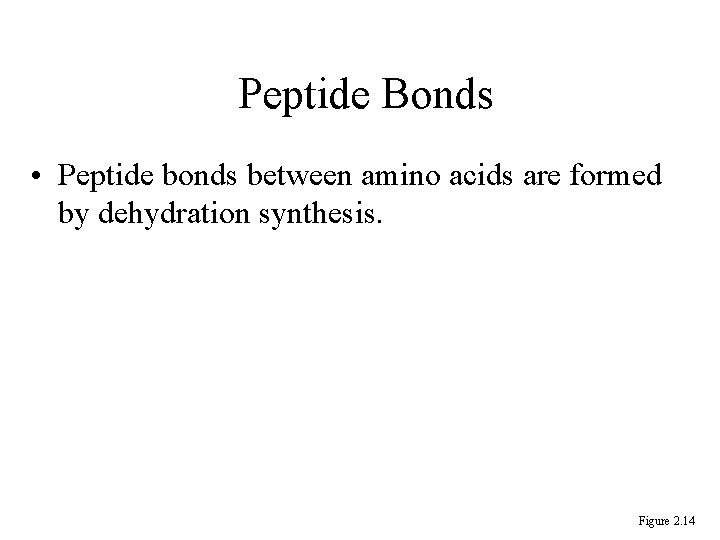 Peptide Bonds • Peptide bonds between amino acids are formed by dehydration synthesis. Figure Peptide Bonds • Peptide bonds between amino acids are formed by dehydration synthesis. Figure