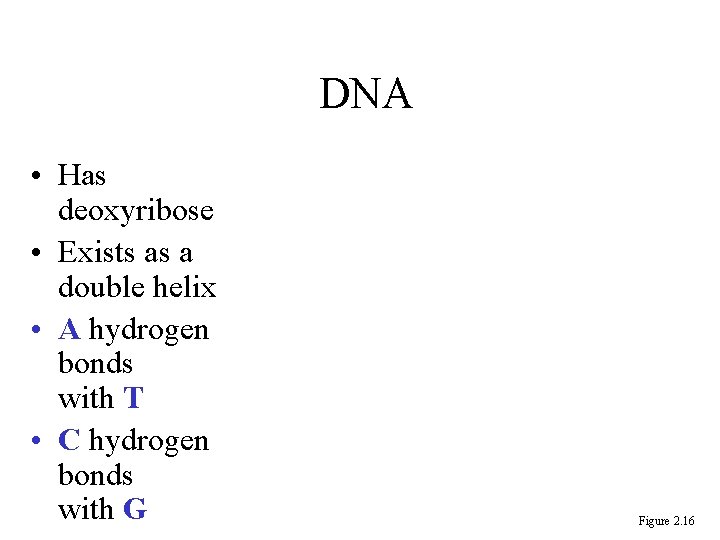 DNA • Has deoxyribose • Exists as a double helix • A hydrogen bonds DNA • Has deoxyribose • Exists as a double helix • A hydrogen bonds