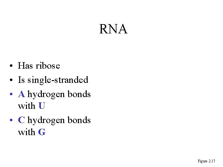 RNA • Has ribose • Is single-stranded • A hydrogen bonds with U • RNA • Has ribose • Is single-stranded • A hydrogen bonds with U •
