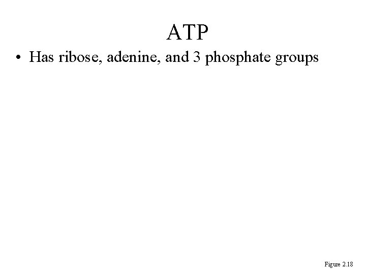 ATP • Has ribose, adenine, and 3 phosphate groups Figure 2. 18 ATP • Has ribose, adenine, and 3 phosphate groups Figure 2. 18