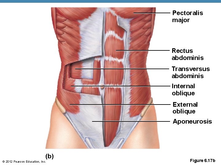 Pectoralis major Rectus abdominis Transversus abdominis Internal oblique External oblique Aponeurosis (b) © 2012 Pectoralis major Rectus abdominis Transversus abdominis Internal oblique External oblique Aponeurosis (b) © 2012