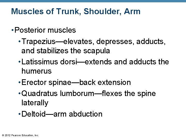 Muscles of Trunk, Shoulder, Arm • Posterior muscles • Trapezius—elevates, depresses, adducts, and stabilizes Muscles of Trunk, Shoulder, Arm • Posterior muscles • Trapezius—elevates, depresses, adducts, and stabilizes