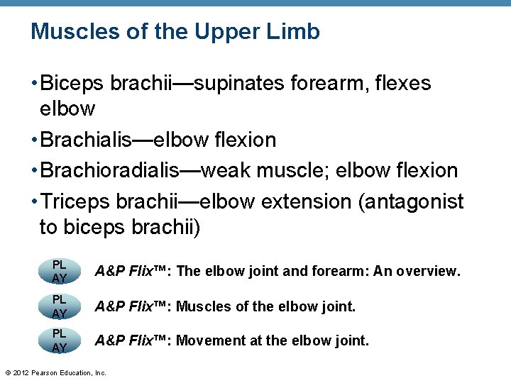Muscles of the Upper Limb • Biceps brachii—supinates forearm, flexes elbow • Brachialis—elbow flexion Muscles of the Upper Limb • Biceps brachii—supinates forearm, flexes elbow • Brachialis—elbow flexion